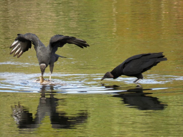 Two black vultures tussling over the long-dead remains of a large catfish