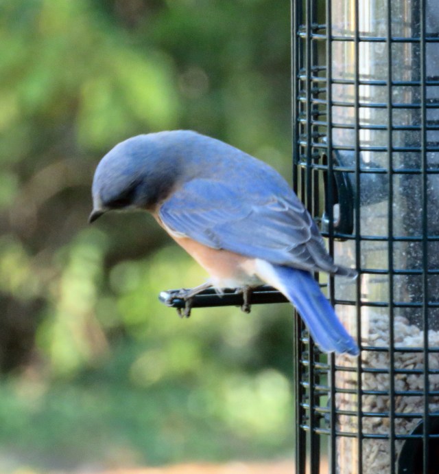 These bird feeders have been productive far beyond anything I would have imagined