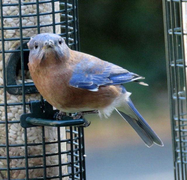 They never make me feel blue. 