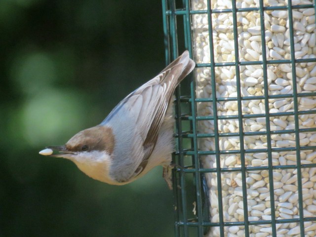 Brown-headed nuthatch. A treasure to discover: 