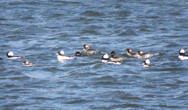 Buffleheads bobbling mid-stream