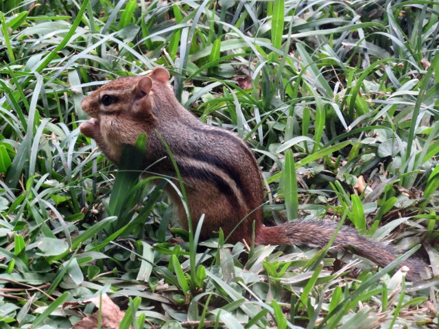 I understand some people don't like them, and I understand why. But I'm a fan. 