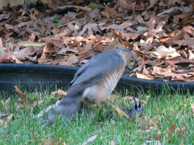 Link in the food chain right there. A very alive hawk and a very dead starling. 