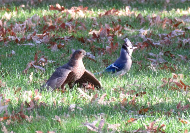 Cooper's hawk "mantling" in foreground over a dead starling. Bluejay in the background. 