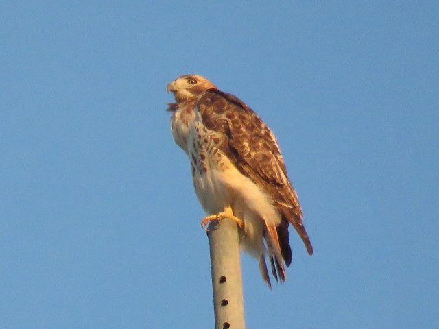 Well-fed Red-tail 