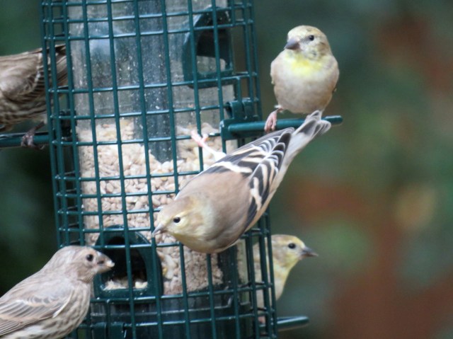 Goldfinch irruption. 