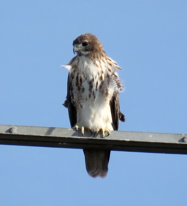 Halloween Red-tail sunning himself