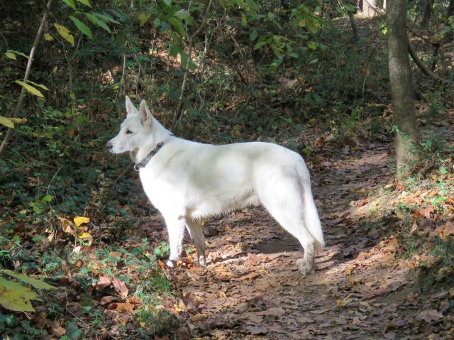 That dog is not waiting to be told what to do. He's thinking for himself. 