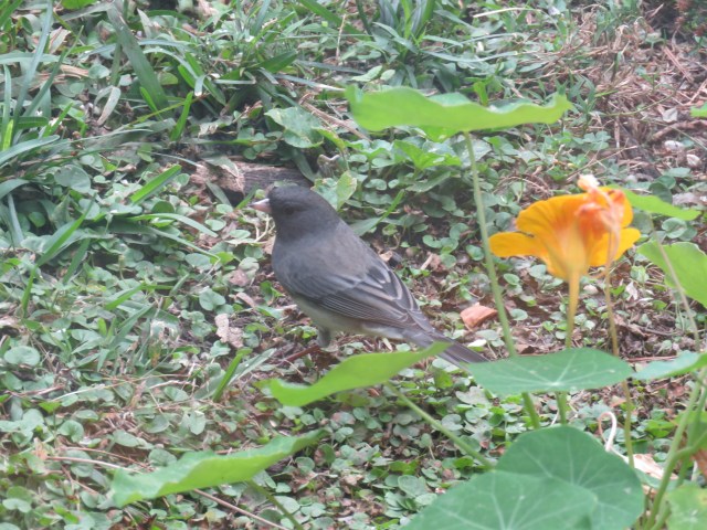 Juncos can fly just fine, but they spend a lot of time on the ground