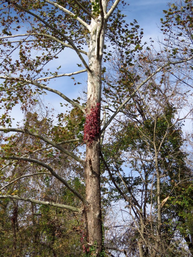 Red vine on the south side of a sycamore. Might be poison ivy, though it's usually not that high up