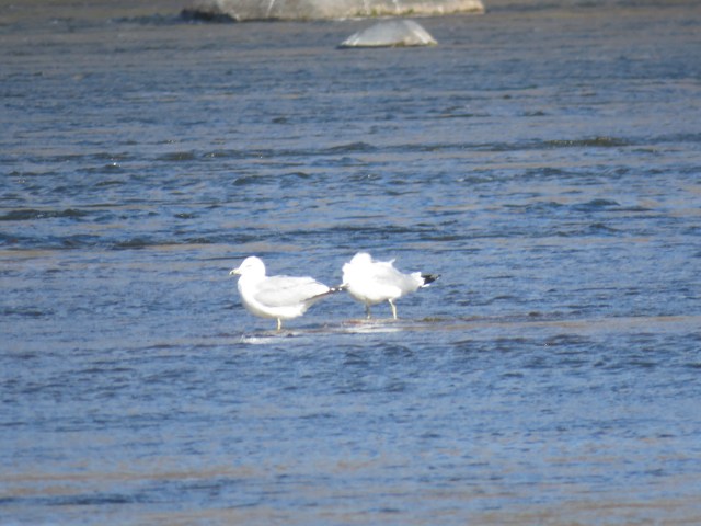 Pair of ring-billed gulls on the water in the wind