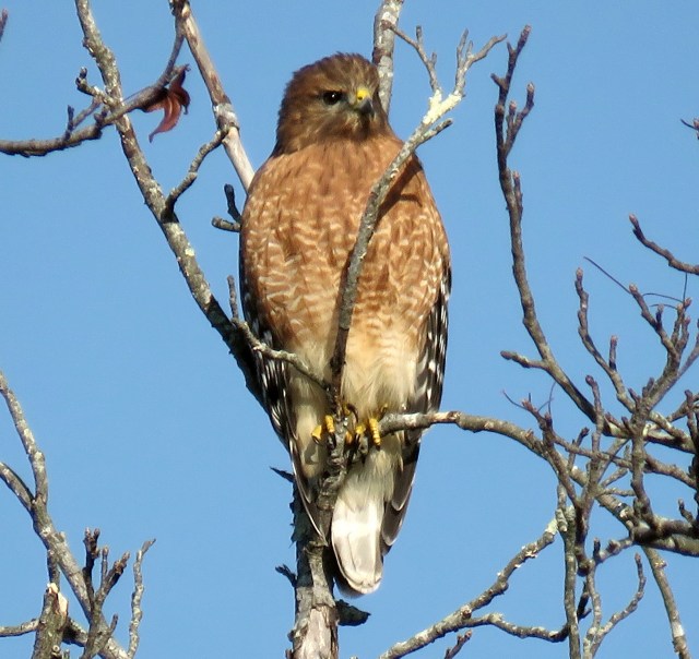 Patterson Avenue, 9:30 AM: 