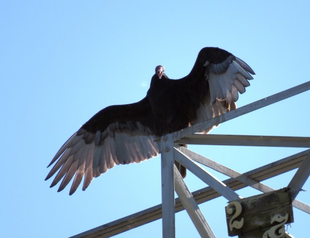 Squawking Turkey vulture