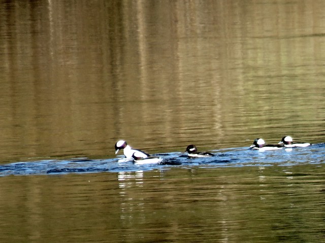 The first Pony Pasture buffleheads (that I've seen) of this season: 