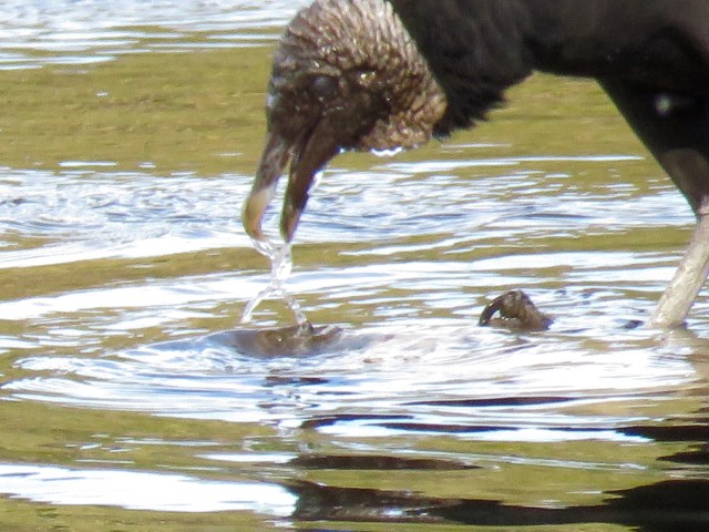 There's so much to discover right here on the falls of the James - the variety on this planet is inconceivable