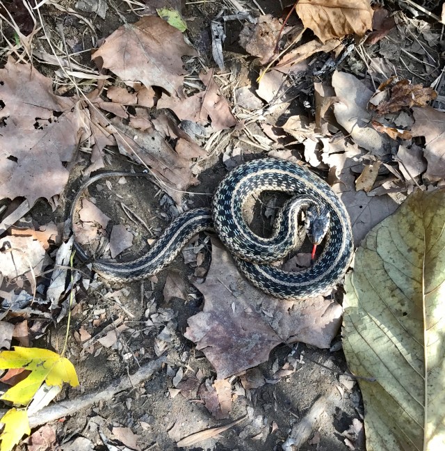 Garter snake sticking its tongue out, smelling the dogs