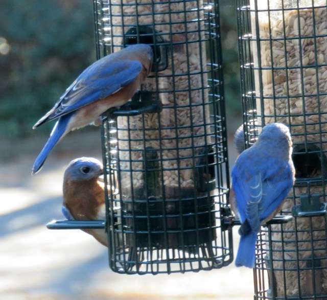 Three bluebirds at once - so cheerful. 