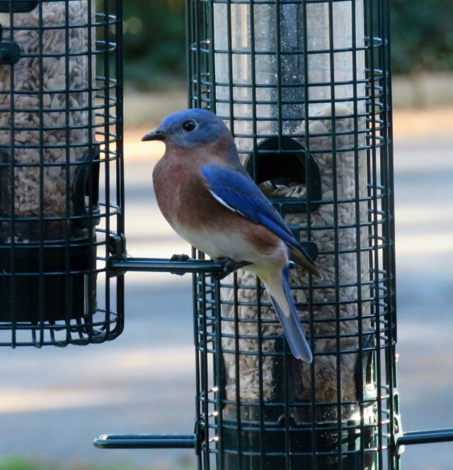 Bluebird at home in no sun! 