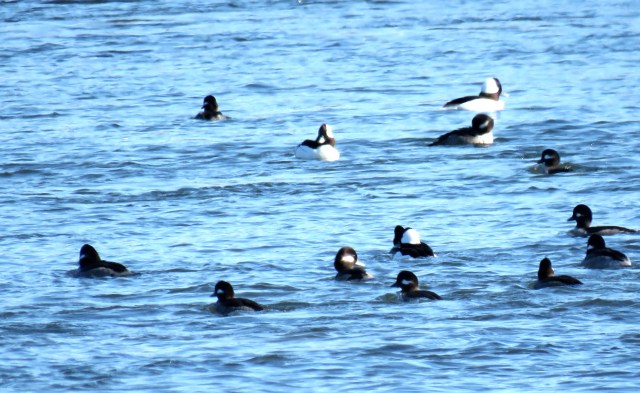 Bobbing buffleheads, always a long shot