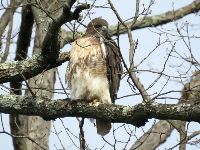 This hawk is about to continue its own life by ending a squirrel's. 