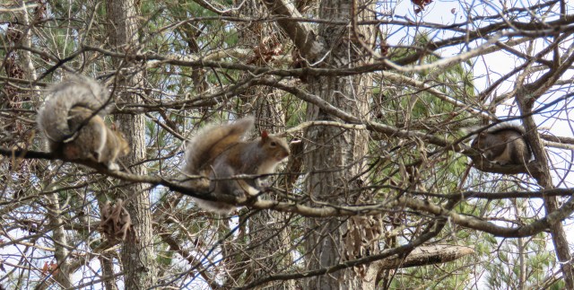 One squirrel on the left, one center, one on the right. I could count seven from where I took this picture. 