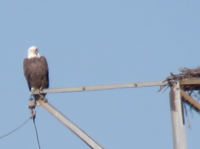 James River resident Bald Eagle: 