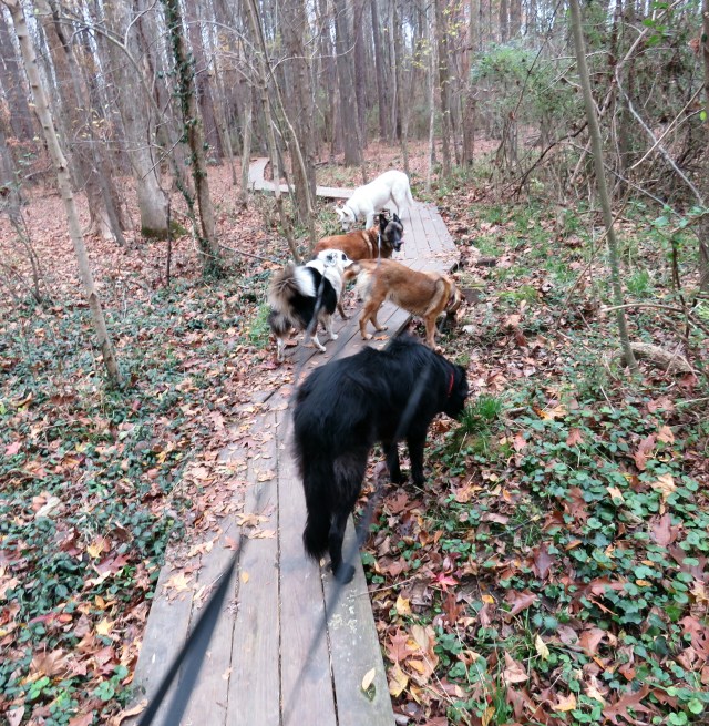 That is one fun group to hike with