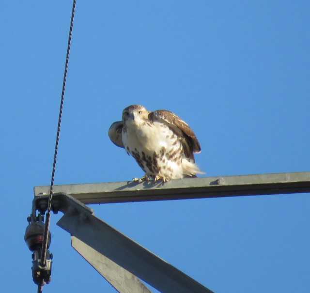 Red-tail about to leap