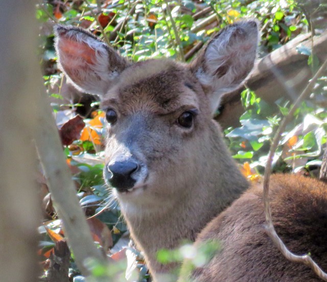 Young deer (not ten feet from that other deer) 