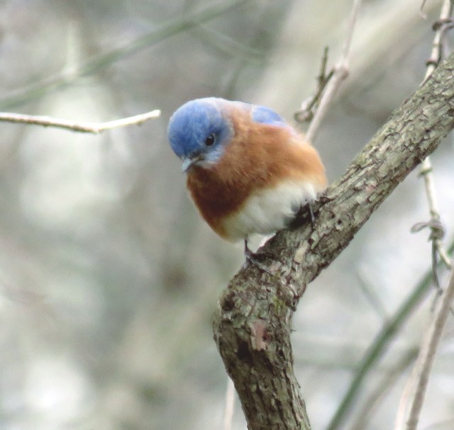 Last bird we saw before we got back in the car! 
