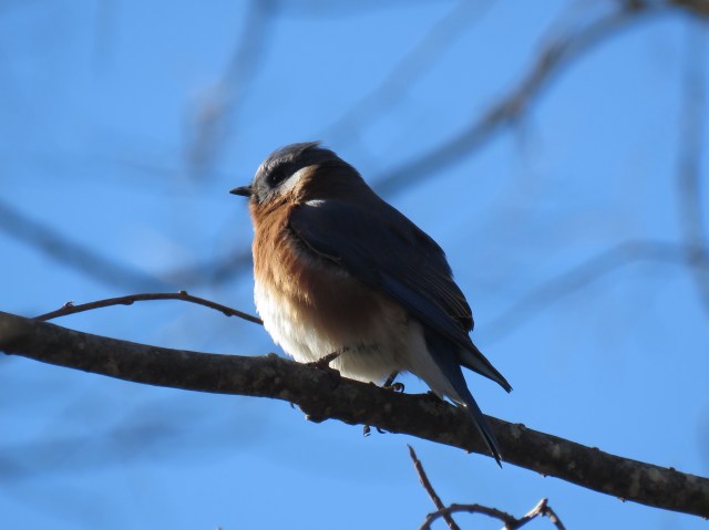 Bluebird at Pony Pasture in sun and shade: 