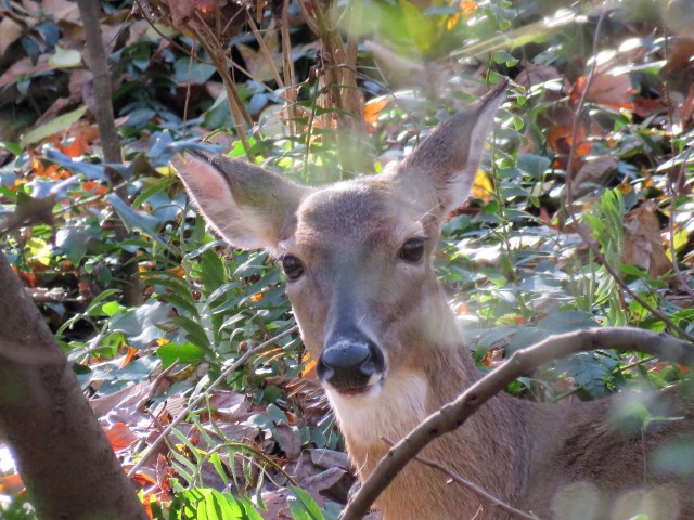 Mother deer (I believe) 
