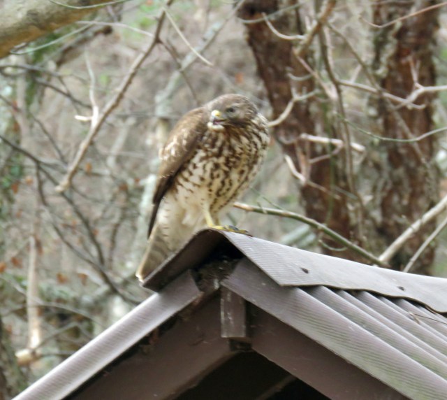 Recognize that spot? If you've been in the parking lot at Pony Pasture you can't miss it. 
