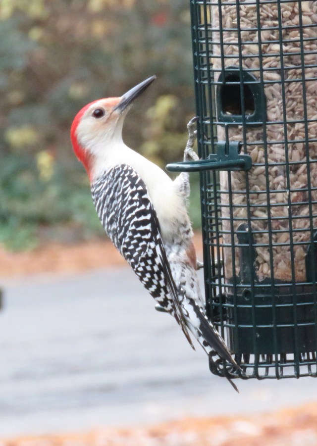 Stout male Red-bellied woodpecker - starlings don't bother him