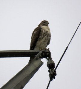 Red-tail on a tower today at 2:26 PM: 