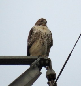Same bird, same spot, two plus hours later