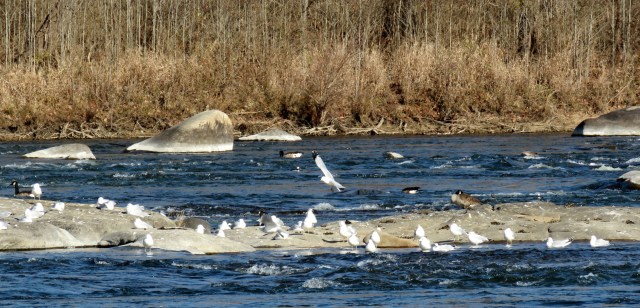Flying gulls, swimming gulls, standing gulls