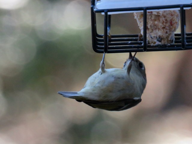 Upside down Ruby-crowned kinglet on suet in front of my office window