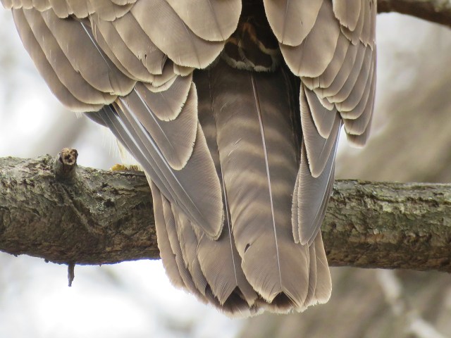 Tail feathers of a young red-tailed hawk. 