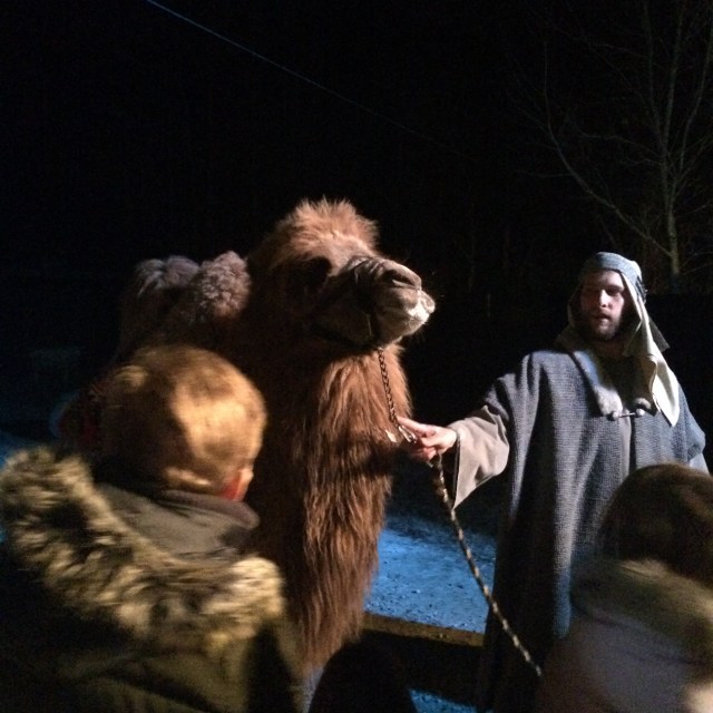 Photo of Bactrian Camel taken by Evelyn at Richmond Zoo on Friday! 