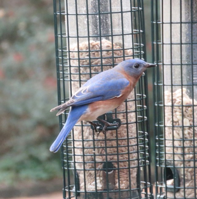 1bluebird