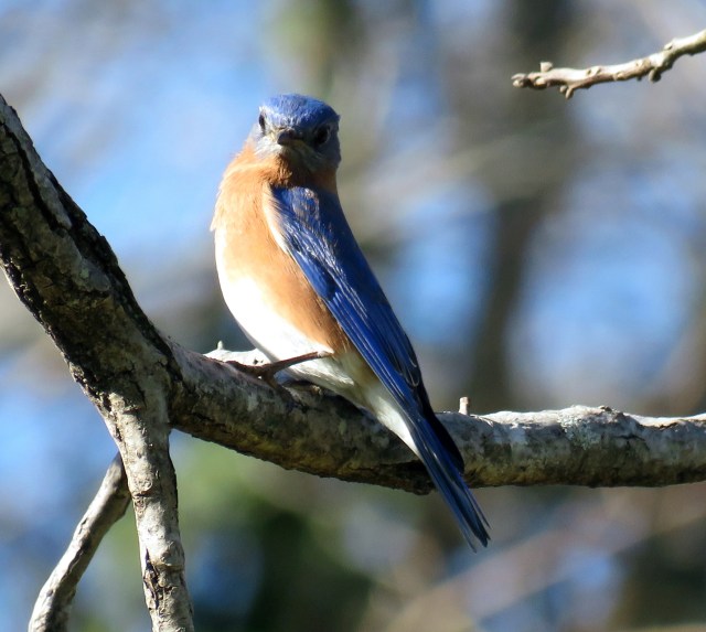 Bluebird at Bryan Park Thursday. Look at that glow. 