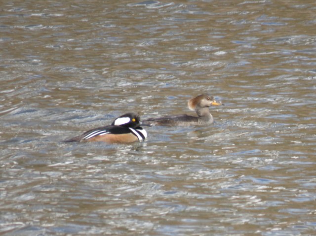 Pair of Hooded mergansers in muddy water at Bryan Park 