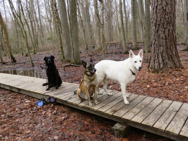 My personal therapy dog team. 