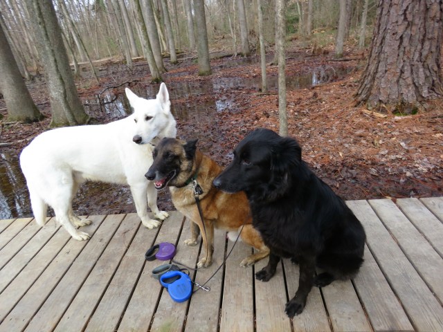 Yuki (white), Turner (brown), Mackey (not white or brown) at the Wetlands at Pony Pasture this morning