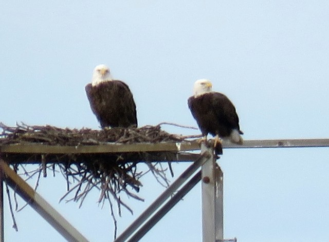 1eaglepair01