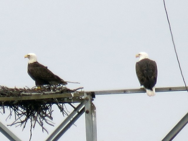 Eagles yesterday