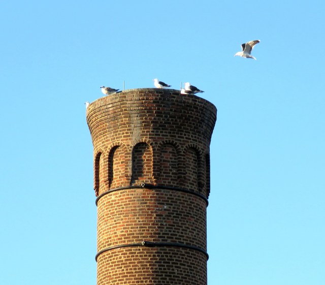 Graceful, gliding, gleaming gulls
