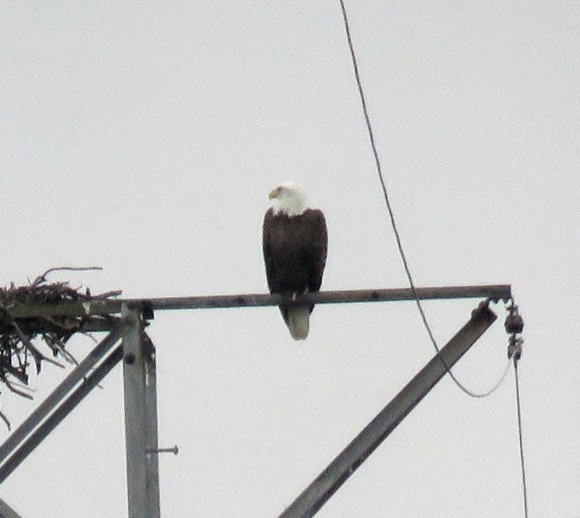 Eagle on the tower, north bank of the river