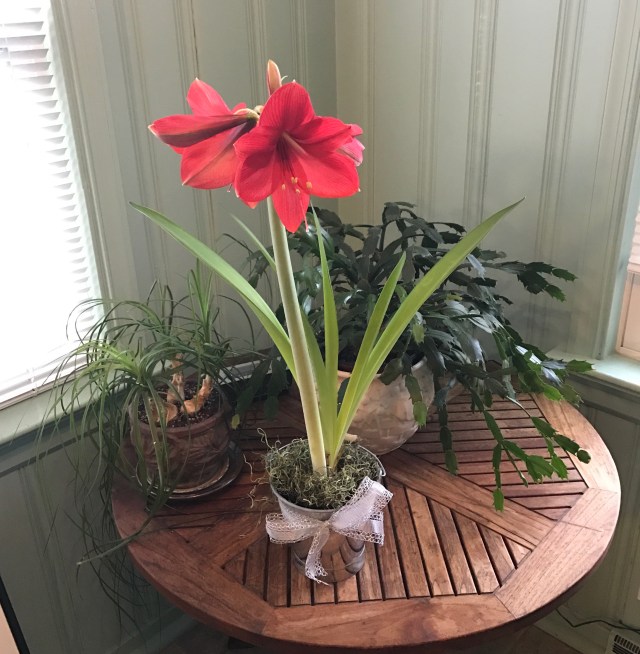 1newyearsamaryllis2017